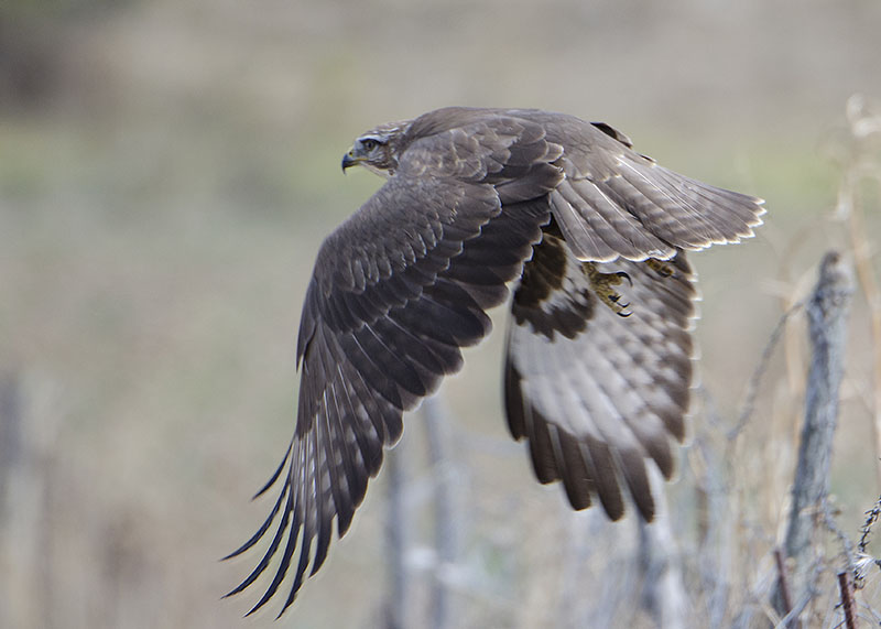 Poiana - Buteo buteo